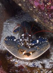 Common Lobster. Isle of Harris.
Scotland.D200, 60mm. by Derek Haslam 